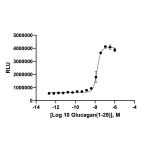 HEK293 GCGR β-Arrestin Cell Line